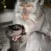 monkey_macaque_balinese_mf_ubud_v_0480_bal0482.jpg